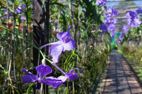 Orchid farm in the Mae Sa Valley