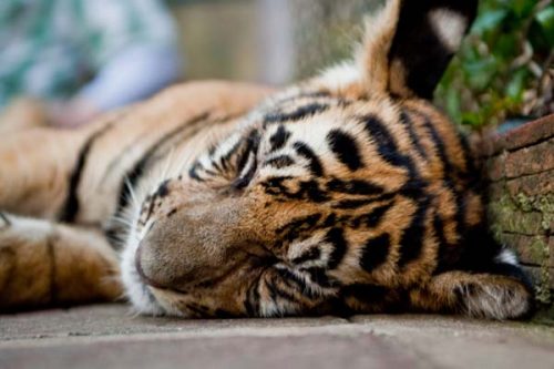 Get up close to a docile tiger at the Tiger Kingdom