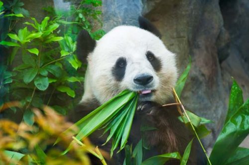 Panda in Chiang Mai Zoo