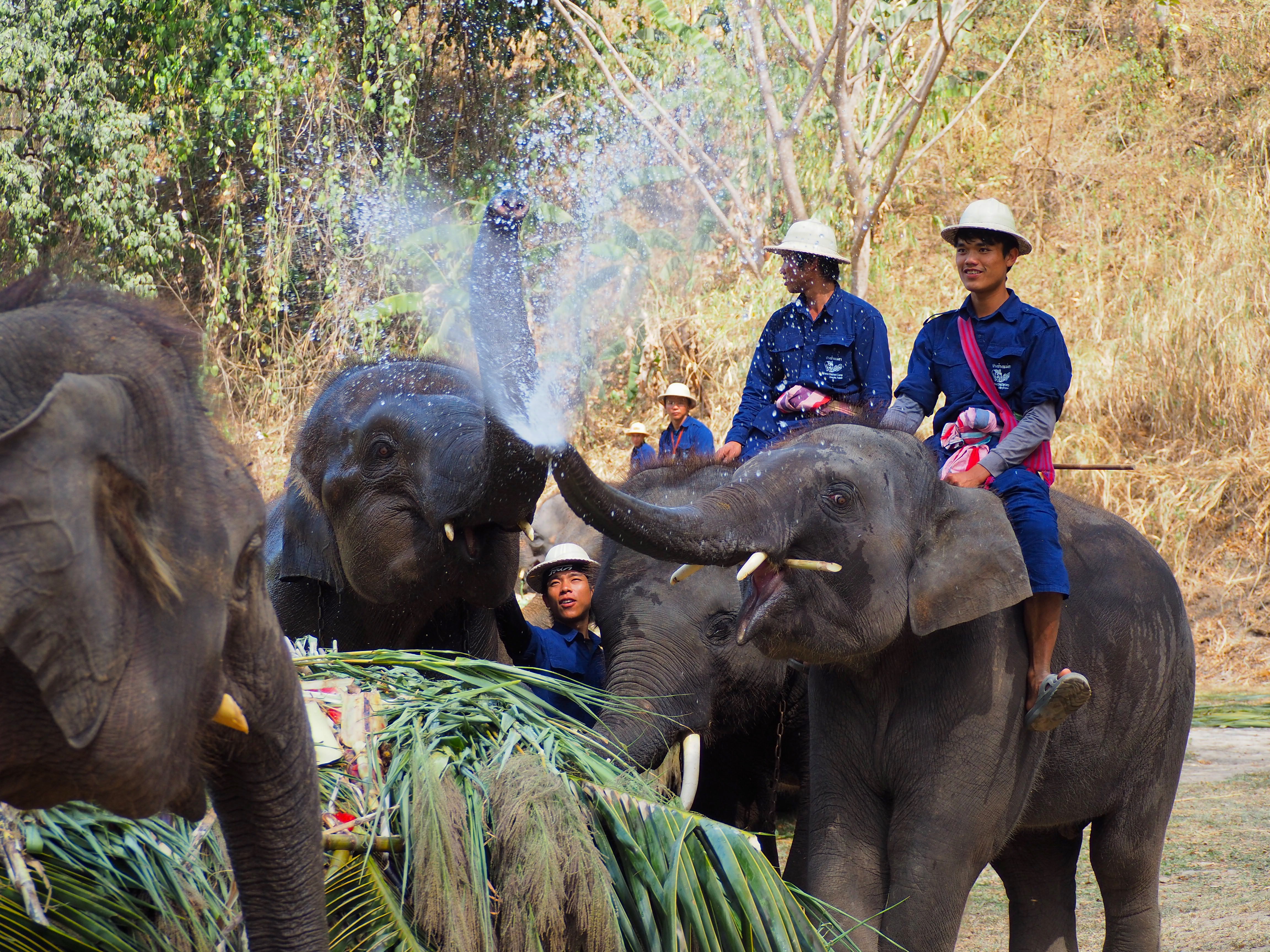 National Elephant Day in Thailand - a tribute to the 